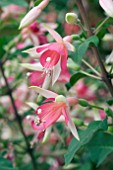 FUCHSIA WALZ JUBELTEEN