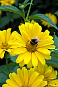 HELIOPSIS SCABRA WITH BUMBLE BEE