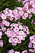 PHLOX PANICULATA MAGICAL FAVOURITE