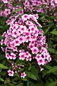 PHLOX PANICULATA MISS PEPPER