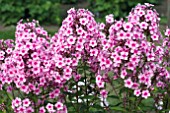 PHLOX PANICULATA MISS PEPPER