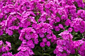 PHLOX PANICULATA PEACOCK LILAC