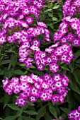 PHLOX PANICULATA UZPEKH