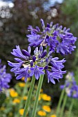 AGAPANTHUS BLACK PANTHER