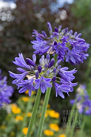 AGAPANTHUS_BLACK_PANTHER