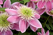 CLEMATIS EMPRESS