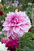 DAHLIA BABYLON PINK