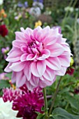 DAHLIA BABYLON PINK