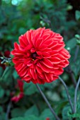 DAHLIA GRENADIER