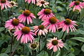 ECHINACEA SUMMER COCKTAIL