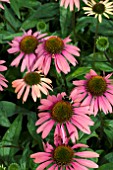 ECHINACEA SUMMER COCKTAIL