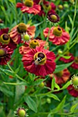 HELENIUM BRUNO