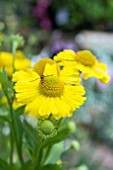 HELENIUM KANARIA