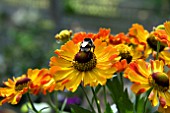 HELENIUM RAUCHTPOPAS WITH BUMBLEBEE