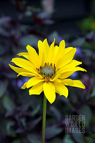 HELIANTHUS_MONARCH_