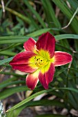 HEMEROCALLIS CHRISTMAS IS