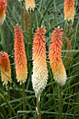 KNIPHOFIA LYE END