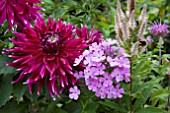 DAHLIA VANCOUVER WITH PHLOX LUCS LILAC AND VERONICASTRUM PINK GLOW