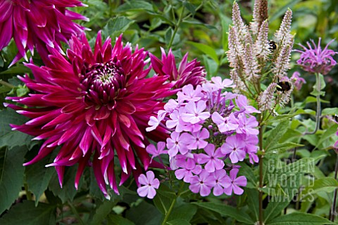 DAHLIA_VANCOUVER_WITH_PHLOX_LUCS_LILAC_AND_VERONICASTRUM_PINK_GLOW
