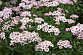 ACHILLEA SIBIRICA LOVE PARADE