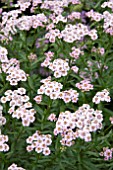 ACHILLEA SIBIRICA LOVE PARADE