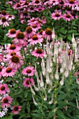 ECHINACEA AND VERONICASTRUM