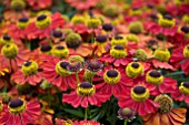 HELENIUM KUPFERZWERG