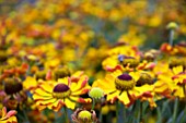 HELENIUM RAUCHTOPAS