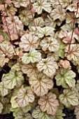 HEUCHERA PINOT GRIS