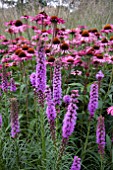 LIATRIS AND ECHINACEA