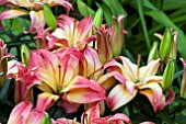 LILIUM DELICATE JOY