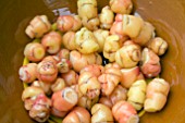 OXALIS TUBEROSA TUBERS