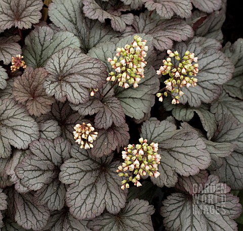 HEUCHERA_SHANGHAI