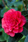 CAMELLIA APRIL ROSE