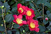 CAMELLIA YULETIDE