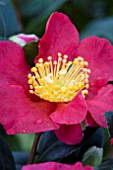 CAMELLIA YULETIDE