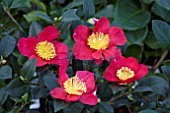 CAMELLIA YULETIDE