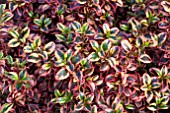 COPROSMA INFERNO