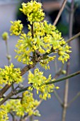 CORNUS OFFICINALIS