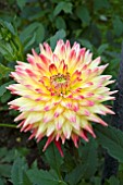 DAHLIA BRIDGEVIEW ALOHA