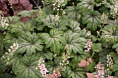 HEUCHERELLA FAN DANCER