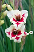 GLADIOLUS FLEVO EYES