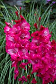 GLADIOLUS FLEVO GYPSY