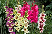 GLADIOLUS FLEVO MIXED