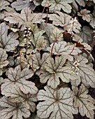 HEUCHERA GUNSMOKE