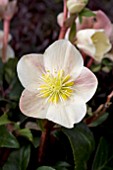 HELLEBORUS X BALLARDIAE CINNAMON SNOW