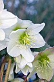 HELLEBORUS X NIGERCORS EMMA