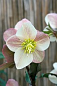 HELLEBORUS CAMELOT