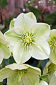 HELLEBORUS ICE BREAKER FANCY