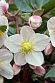 HELLEBORUS SHOOTING STAR